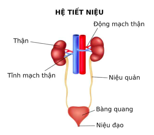 thận nhi, bệnh thận nhi, nhiễm trùng tiểu ở trẻ, viêm cầu thận trẻ em, lupus thận, ghép thận trẻ em